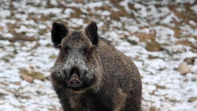 Behörden befürchten eine Ausbreitung der afrikanischen Schweinepest.