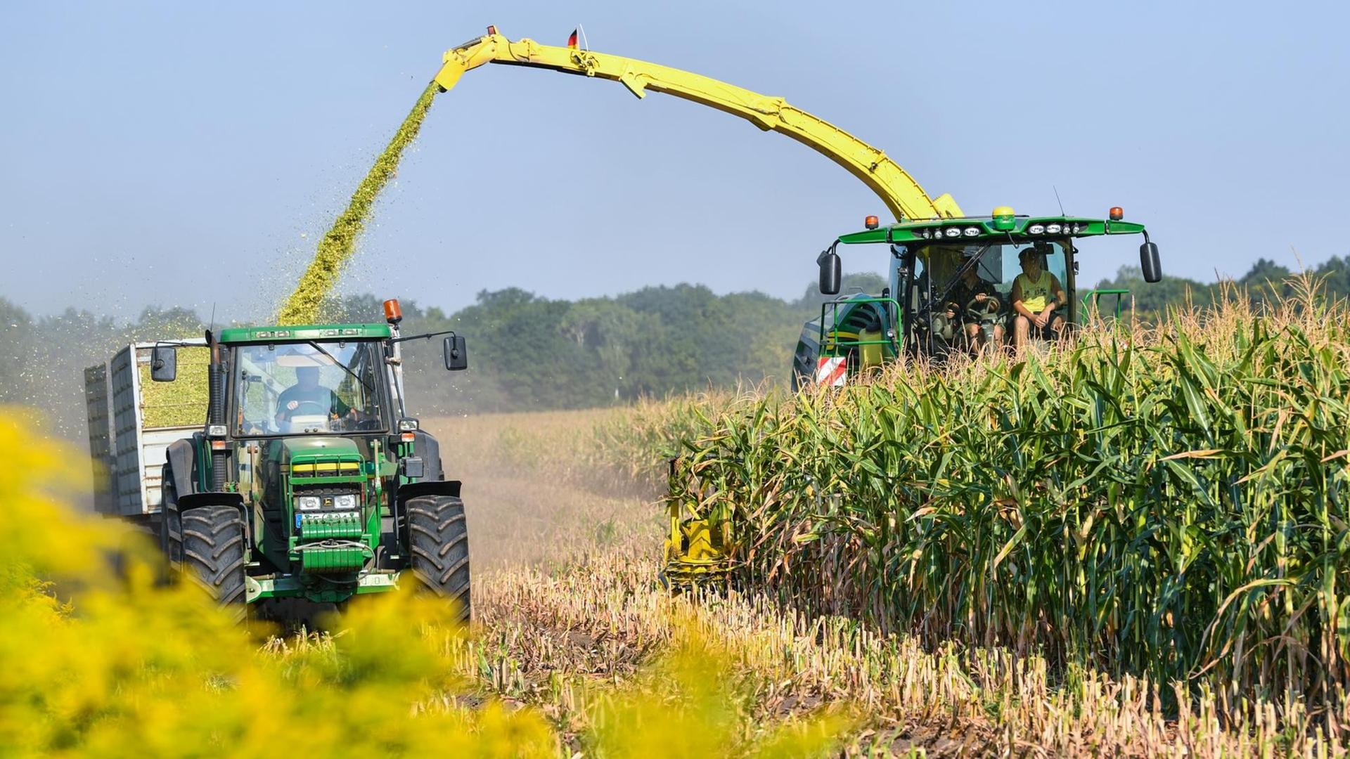 16.08.2018, Brandenburg, Briesen: Ein Feldhäcksler erntet Maispflanzen für eine Biogasanlage und befördert diese zerkleinert auf einen daneben fahrenden Traktor mit Anhängern. 16.08.2018, Brandenburg, Briesen: Ein Feldhäcksler erntet Maispflanzen für eine Biogasanlage und befördert diese zerkleinert auf einen daneben fahrenden Traktor mit Anhängern.