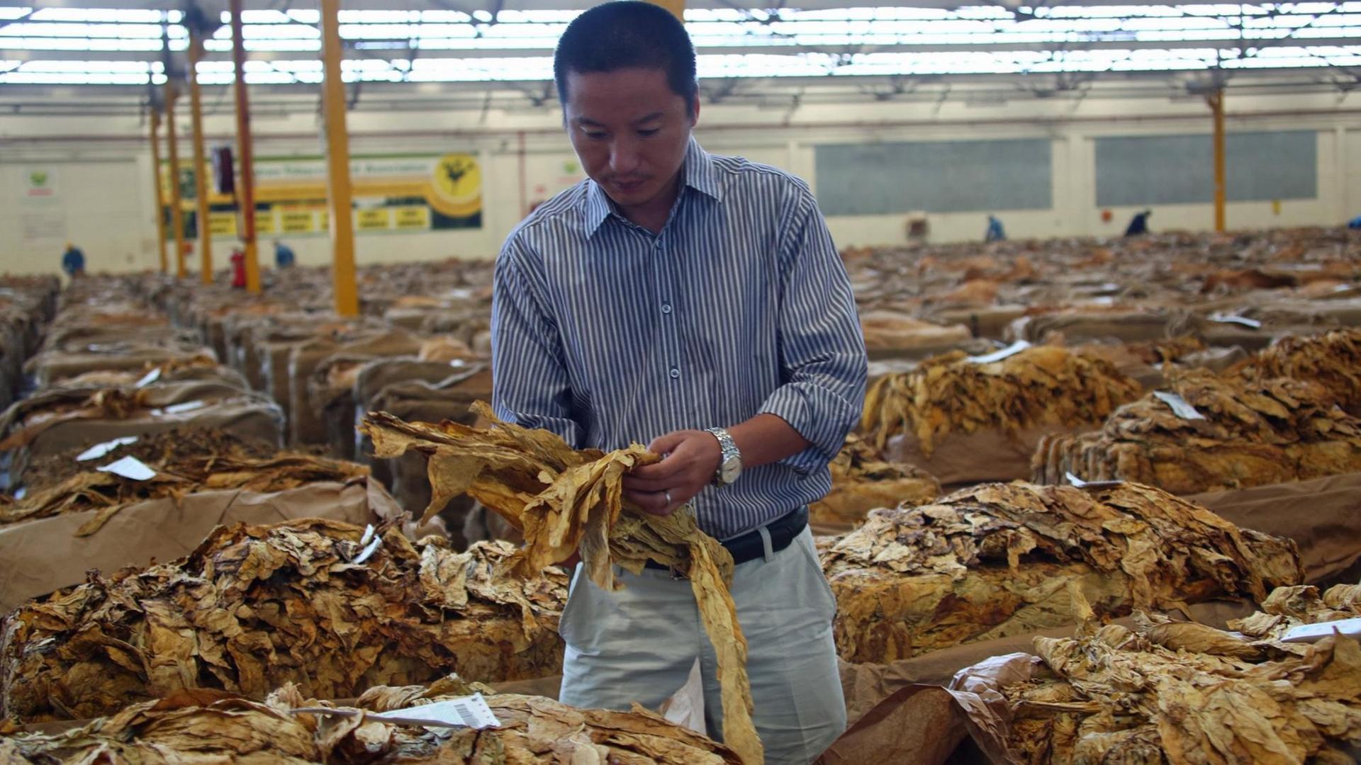 Ein chinesischer Tabakhändler begutachtet die Qualität der Ware auf einer Tabakauktion in Harare in Simbabwe