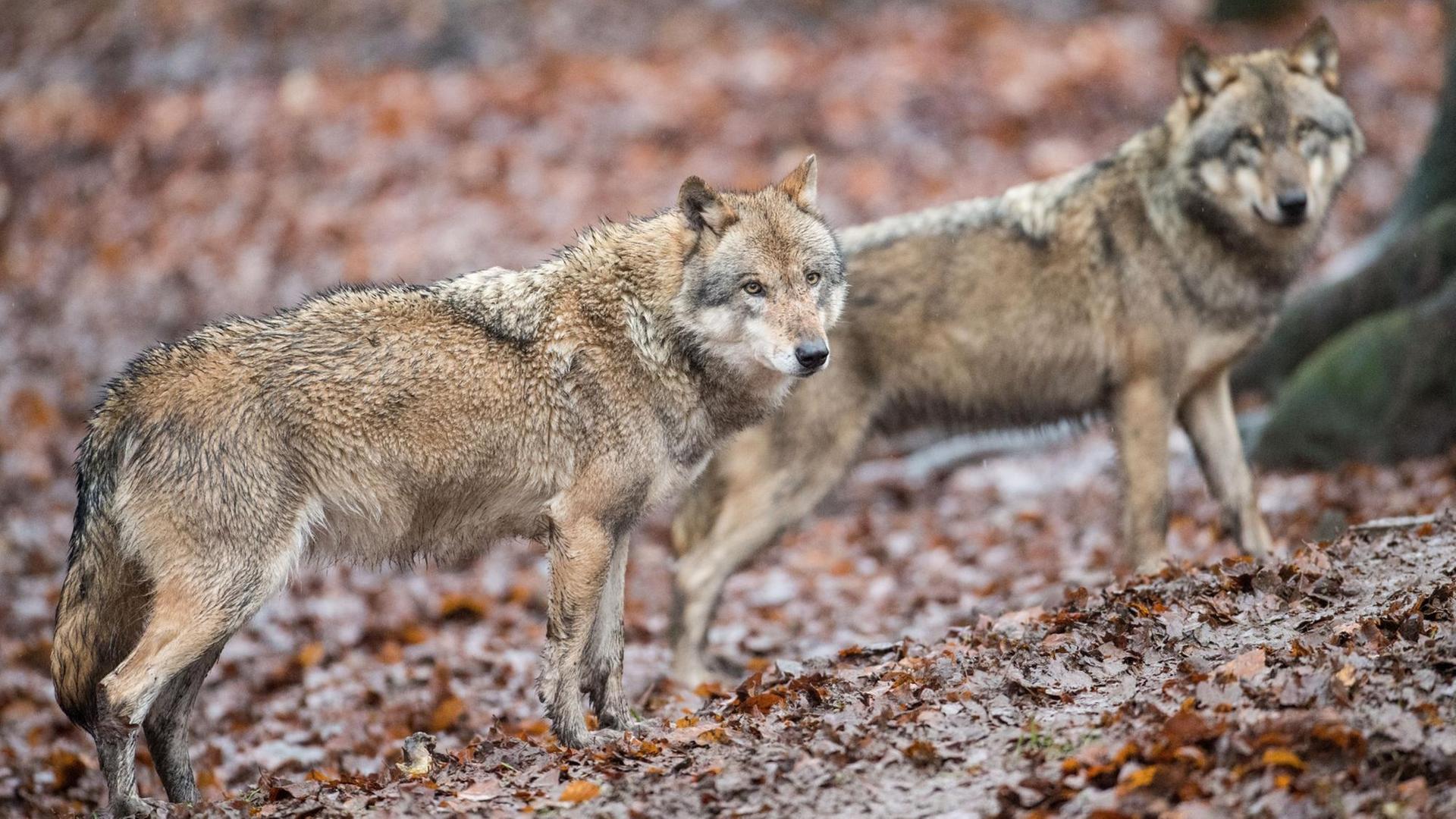 Wölfe in einem Wildpark in Niedersachsen Wölfe in einem Wildpark in Niedersachsen
