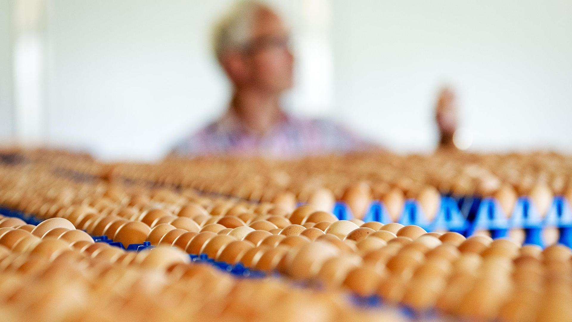 Viele Eier sind auf Paletten in den Niederlanden zu sehen. Viele Eier sind auf Paletten in den Niederlanden zu sehen.