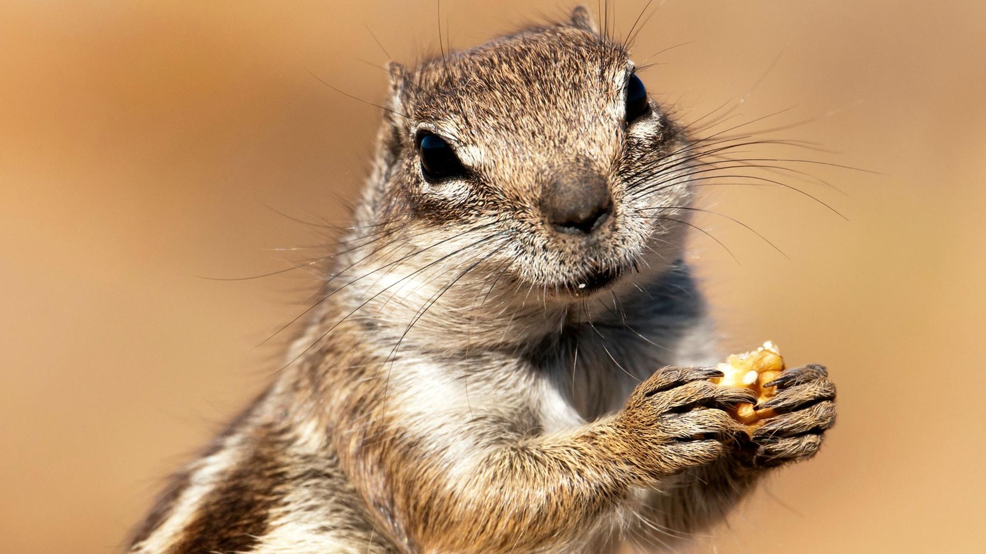 Nordafrikanisches Erdhörnchen Nordafrikanisches Erdhörnchen