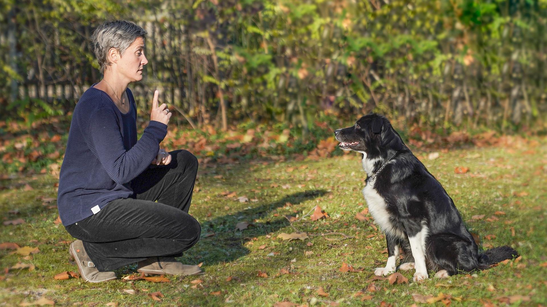 Eine Person sitzt auf einer Weise mit einem erhobenen Zeigefinger gegenüber einem Hund. Eine Person sitzt auf einer Weise mit einem erhobenen Zeigefinger gegenüber einem Hund.