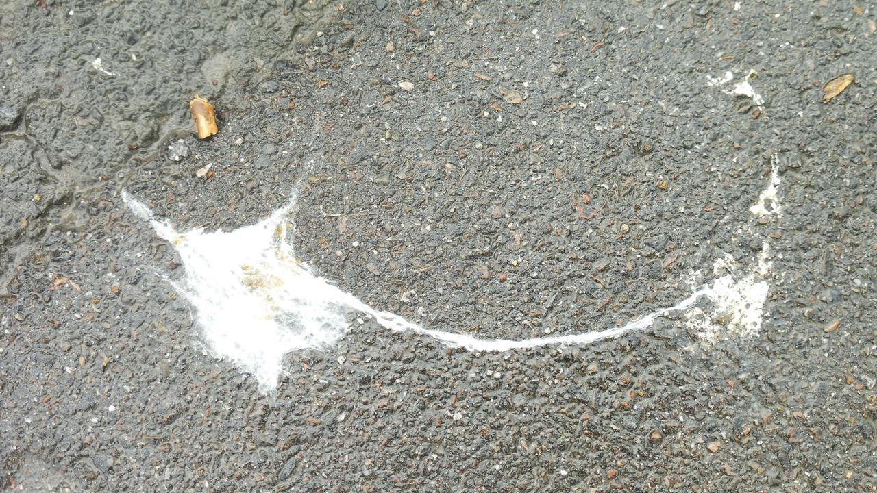 Foto aus der Serie Kunst von Vögeln Foto aus der Serie Kunst von Vögeln