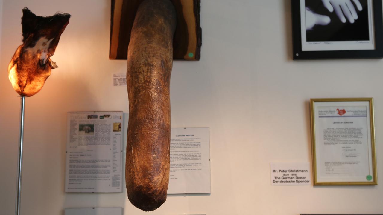 Der ausgestopfte Phallus eines Elefanten im Museum.