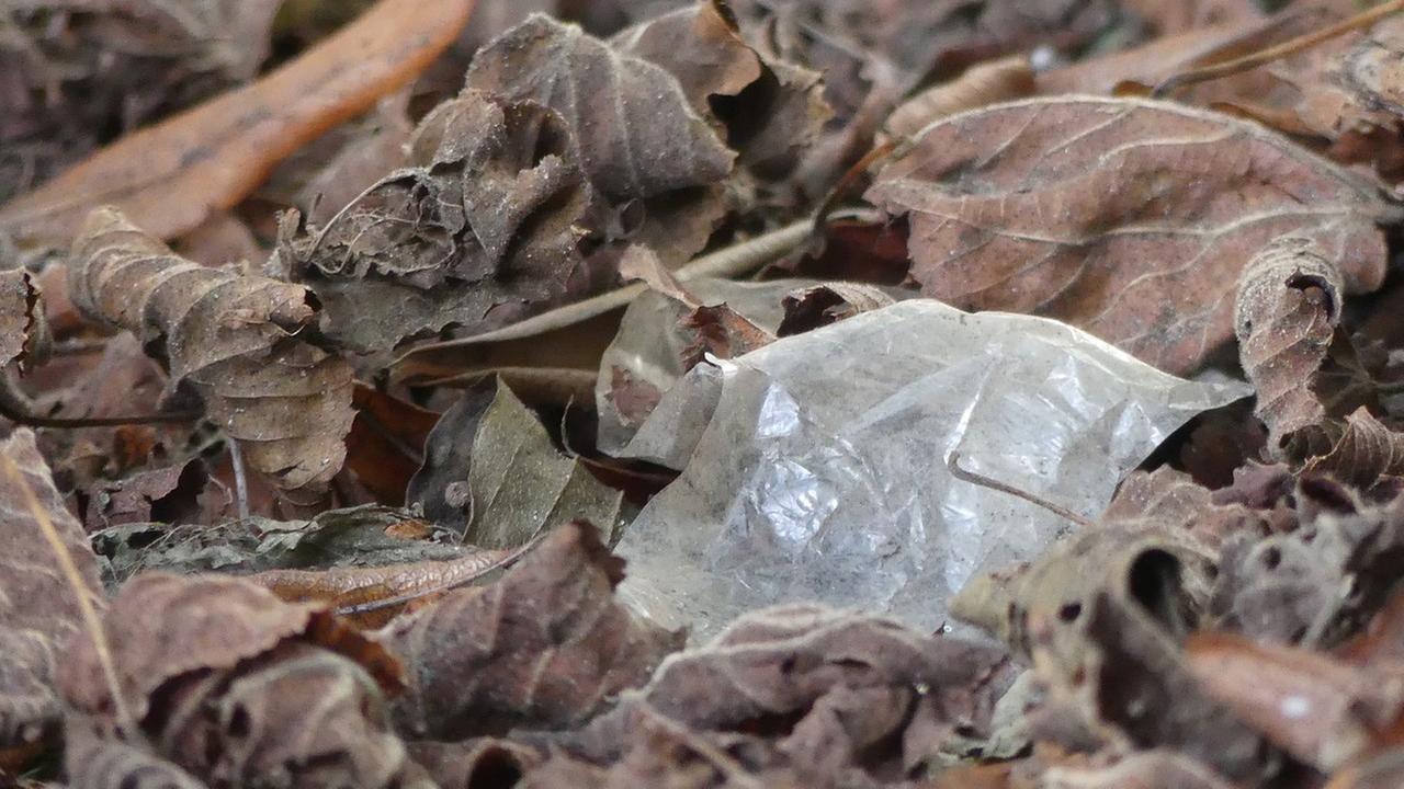Eine Plastikfolie liegt zwischen Laubblättern. Eine Plastikfolie liegt zwischen Laubblättern.