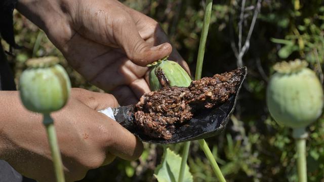 Ein Bauer erntet Opiumsaft von einem Mohnfeld im Distrikt Darra-i-Nur in der Provinz Nangarhar.