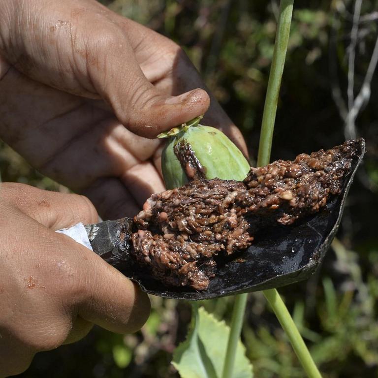 Ein Bauer erntet Opiumsaft von einem Mohnfeld im Distrikt Darra-i-Nur in der Provinz Nangarhar.


