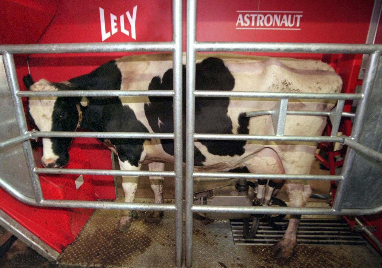Im Bebraer Ortsteil Iba (Kreis Hersfeld-Rotenburg) kommt auf dem landwirtschaftlichen Anwesen der Familie Langhans am 4. November 1998 der erste Melkroboter Hessens zum Einsatz. Gelockt von schmackhaften Kraftfutter gehen die Kühe bis zu viermal am Tag in den Melkautomat. Dabei nehmen sei zuvor sogar Schlangestehen in Kauf. Bei rund 220 Melkungen am Tag kann der Automat bis zu 2400 Liter Milch absaugen. Ein Datenträger am Kuhhalsband sagt dem Computer, wann die Kuh zuletzt da war und wieviel Milch zu erwarten ist. Die Kosten für den Roboter belaufen sich auf 300000 Mark. | Verwendung weltweit Im Bebraer Ortsteil Iba (Kreis Hersfeld-Rotenburg) kommt auf dem landwirtschaftlichen Anwesen der Familie Langhans am 4. November 1998 der erste Melkroboter Hessens zum Einsatz. Gelockt von schmackhaften Kraftfutter gehen die Kühe bis zu viermal am Tag in den Melkautomat. Dabei nehmen sei zuvor sogar Schlangestehen in Kauf. Bei rund 220 Melkungen am Tag kann der Automat bis zu 2400 Liter Milch absaugen. Ein Datenträger am Kuhhalsband sagt dem Computer, wann die Kuh zuletzt da war und wieviel Milch zu erwarten ist. Die Kosten für den Roboter belaufen sich auf 300000 Mark. | Verwendung weltweit