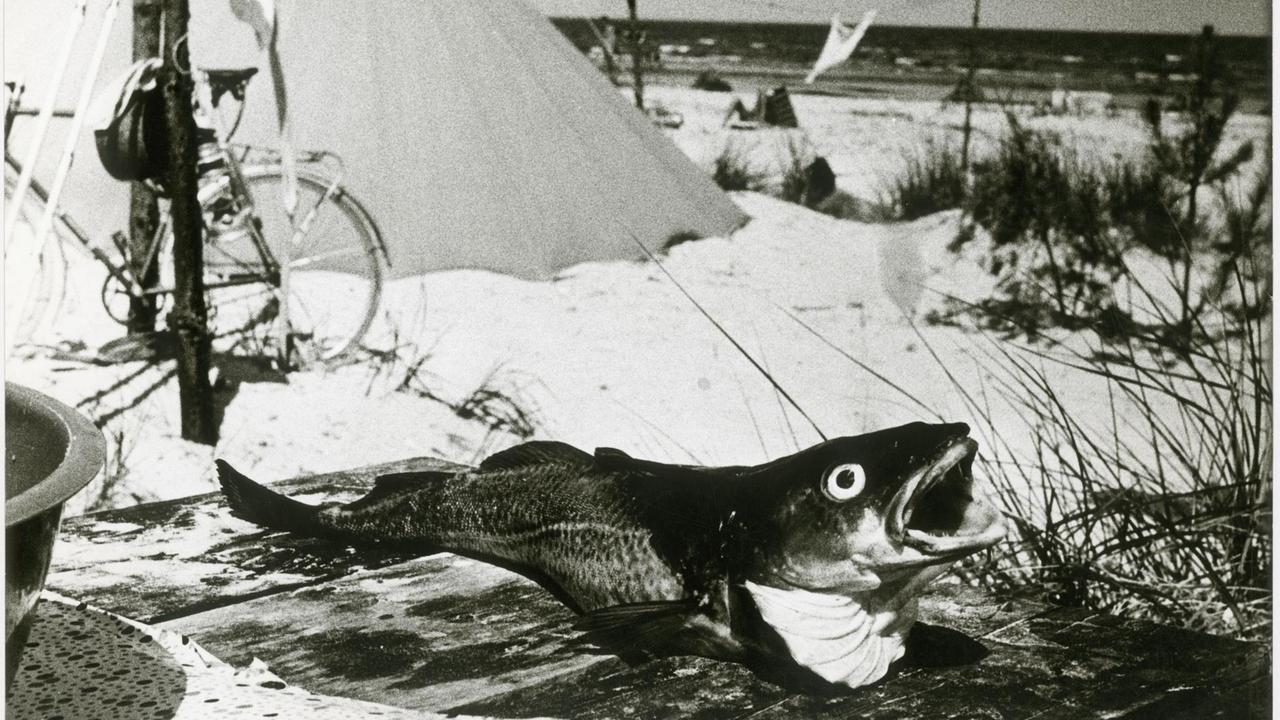 Ein Fisch liegt mit geöffneten Mund auf einer Holzfläche an einem Strand neben einem Zelt. Ein Fisch liegt mit geöffneten Mund auf einer Holzfläche an einem Strand neben einem Zelt.