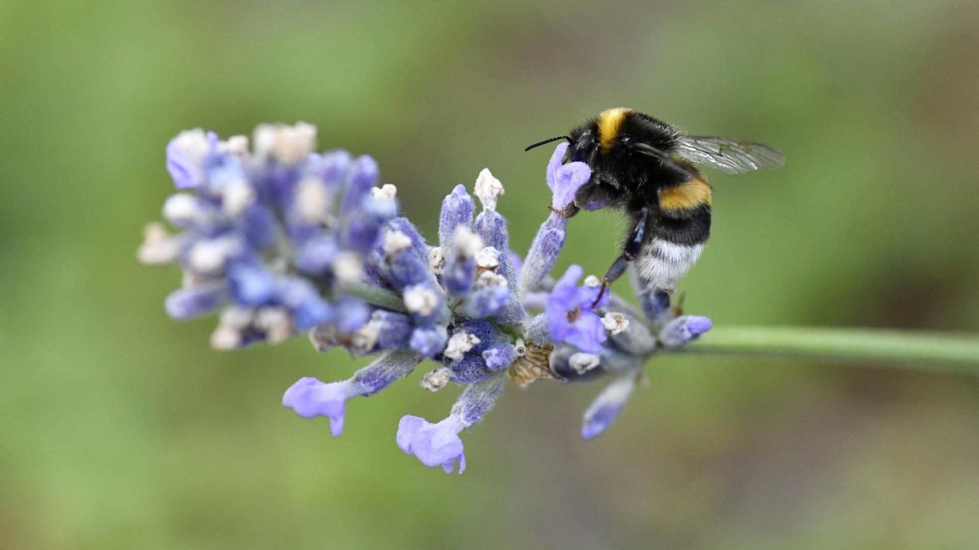 Eine dunkle Erdhummel (Bombus terrestris), auch dicke Hummel oder schwarze Hummel genannt, sietzt auf einem echten Lavendel Eine dunkle Erdhummel (Bombus terrestris), auch dicke Hummel oder schwarze Hummel genannt, sietzt auf einem echten Lavendel