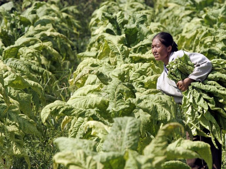 Eine Arbeiterin während der Tabak-Ernte in Youyang, China.