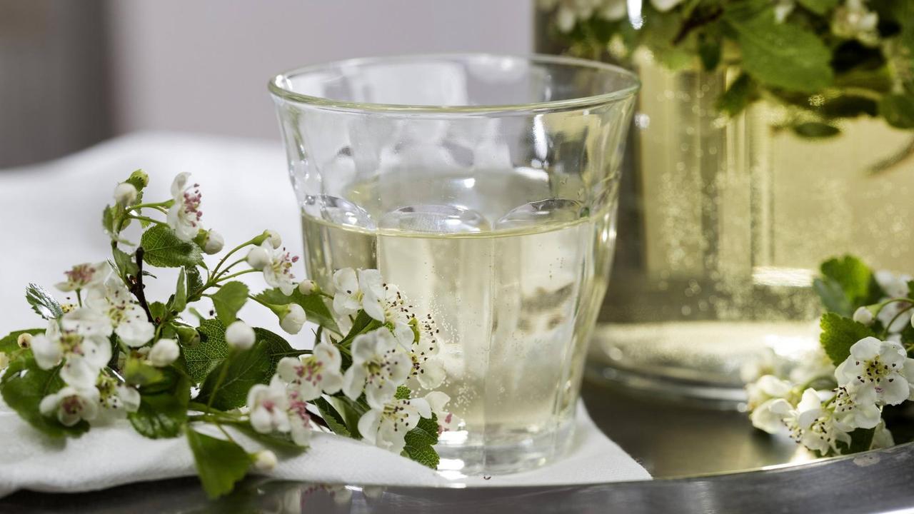 Weissdornbluetentee, Deutschland tea of hawthorn flowers, Germany BLWS417824 Copyright: xblickwinkel/F.xHeckerx
Germany Tea of hawthorn Flowers Germany Copyright xblickwinkel F xHeckerx Weissdornbluetentee, Deutschland tea of hawthorn flowers, Germany BLWS417824 Copyright: xblickwinkel/F.xHeckerx
Germany Tea of hawthorn Flowers Germany Copyright xblickwinkel F xHeckerx