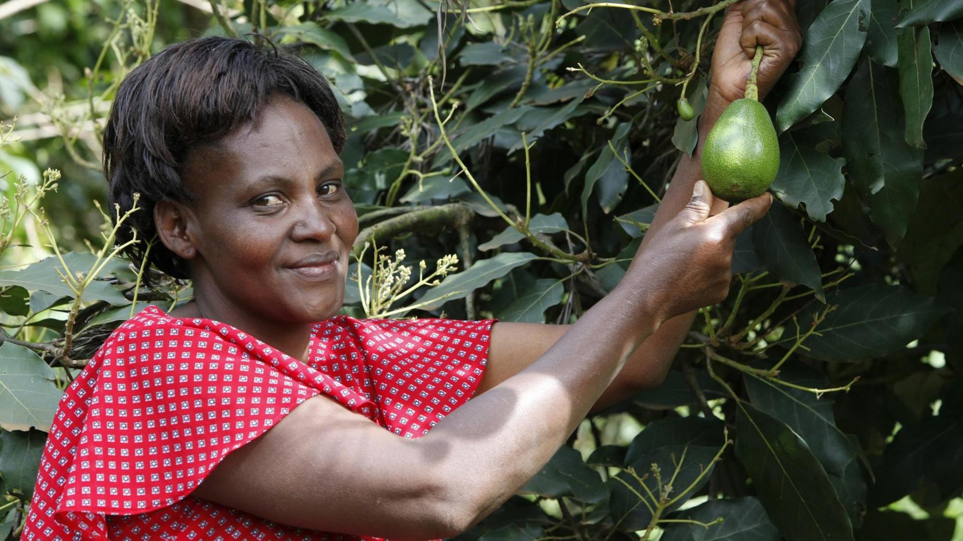 Eine Frau in Kenia pflügt eine Avocado.