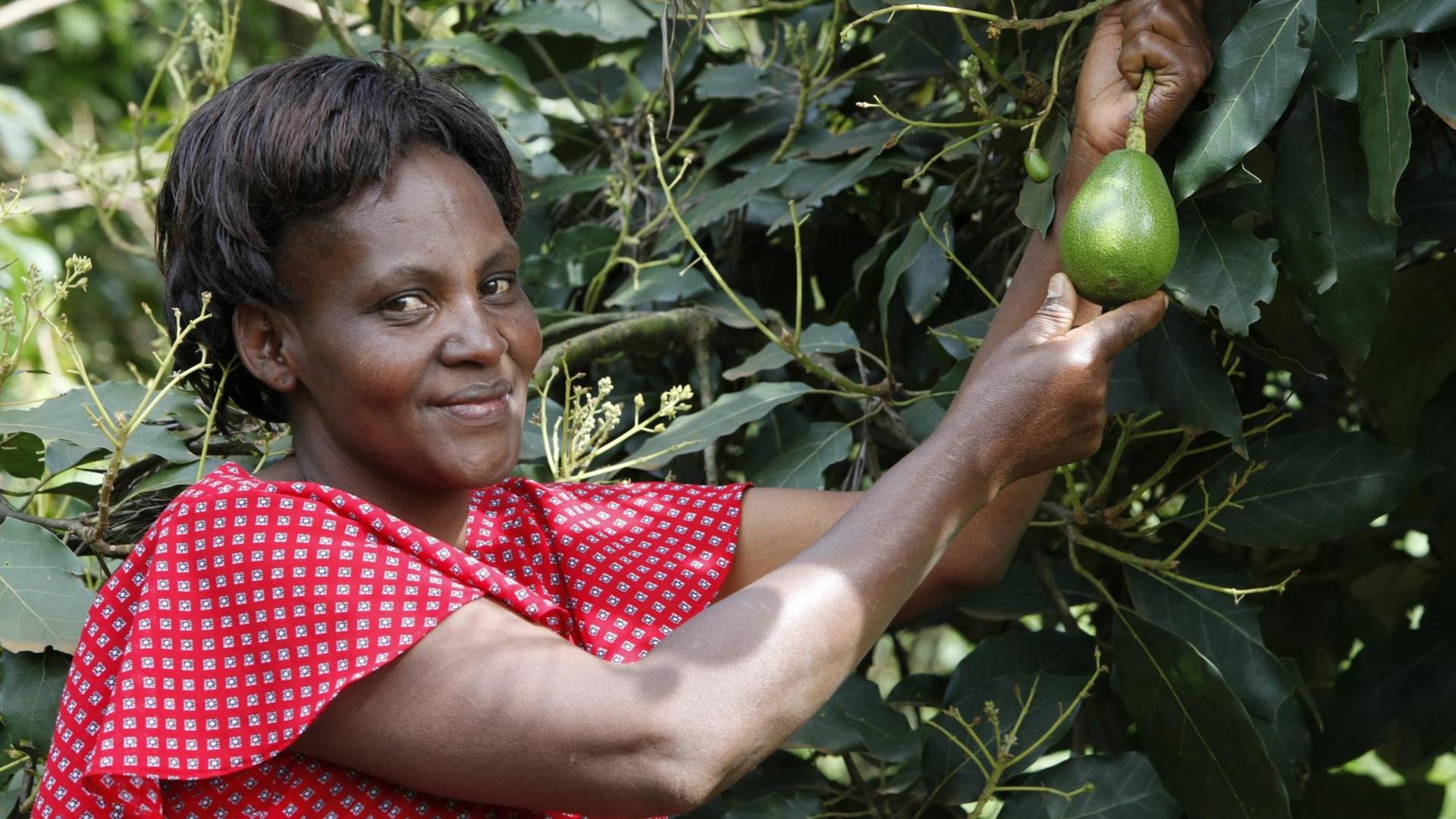 Eine Frau in Kenia pflügt eine Avocado. Eine Frau in Kenia pflügt eine Avocado.