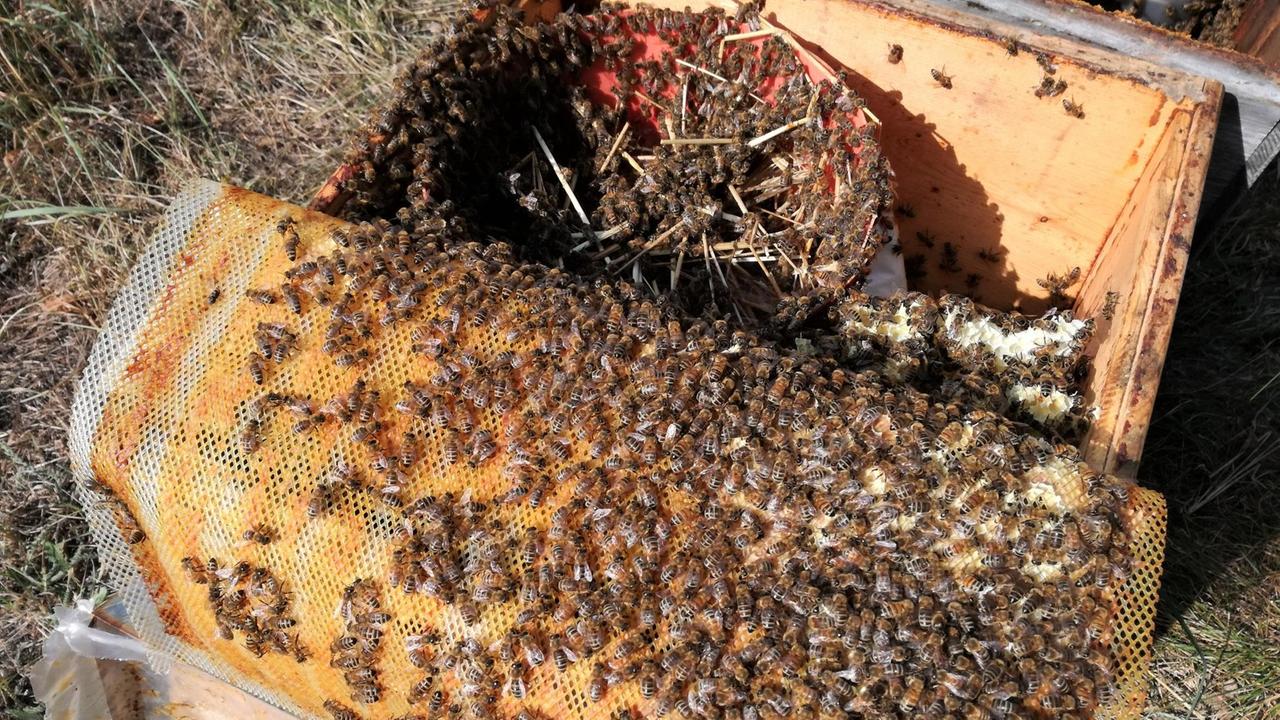 Wabe mit vielen Bienen Wabe mit vielen Bienen