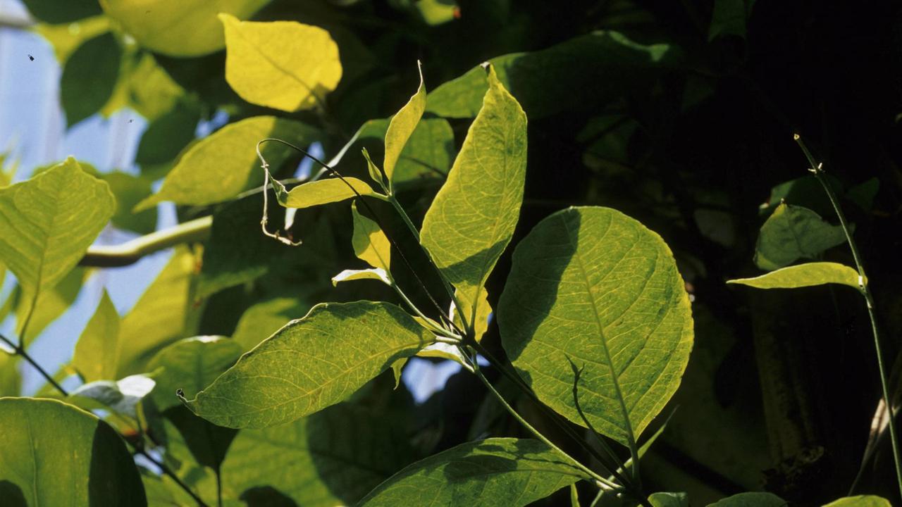 Blätter der Ayahuasca-Pflanze in Peru (Banisteriopsis caapi) Blätter der Ayahuasca-Pflanze in Peru (Banisteriopsis caapi)