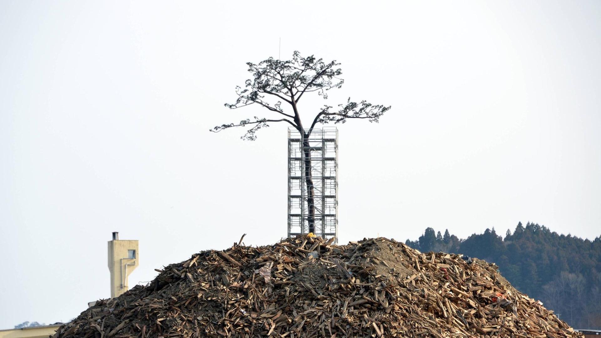 Eine Nachbildung der sogenannten Wunderkiefer steht am Strand von Rikuzentakata in der Präfektur Iwate. Die Originalkiefer überlebte den Tsunami vom 11. März 2011, starb aber später an den Schäden durch das Meerwasser. Der konservierte Stamm wurde an Ort und Stelle aufgestellt, wo Äste und Blätter mit Kunstharz nachgebildet wurden. Die Stadt Rikuzentakata hat bei Tsunami der Katastrophe 1.773 Menschen verloren. Trümmer liegen noch immer in der Gegend. Eine Nachbildung der sogenannten Wunderkiefer steht am Strand von Rikuzentakata in der Präfektur Iwate. Die Originalkiefer überlebte den Tsunami vom 11. März 2011, starb aber später an den Schäden durch das Meerwasser. Der konservierte Stamm wurde an Ort und Stelle aufgestellt, wo Äste und Blätter mit Kunstharz nachgebildet wurden. Die Stadt Rikuzentakata hat bei Tsunami der Katastrophe 1.773 Menschen verloren. Trümmer liegen noch immer in der Gegend.