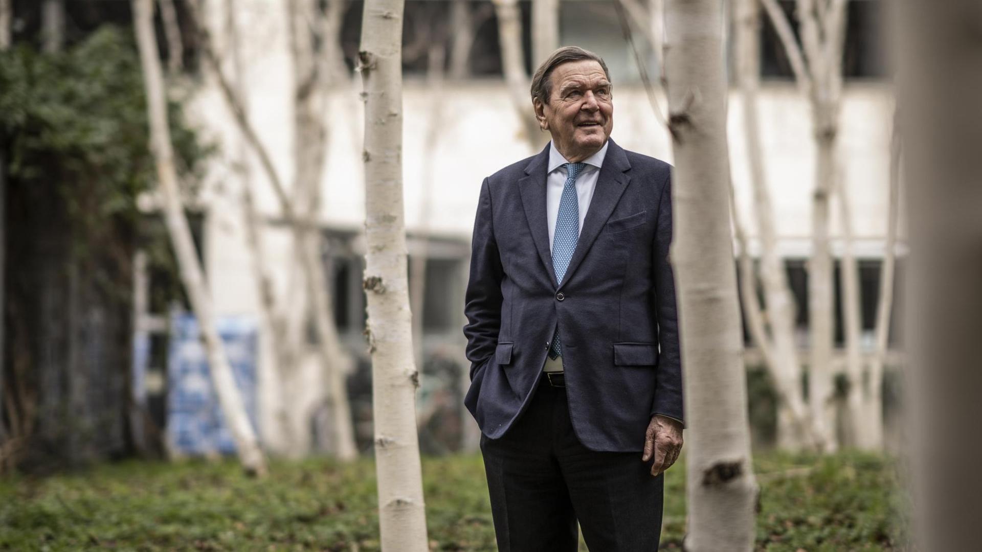 Alt-Bundeskanzler Gerhard Schroeder steht zwischen jungen Birken. Alt-Bundeskanzler Gerhard Schroeder steht zwischen jungen Birken.