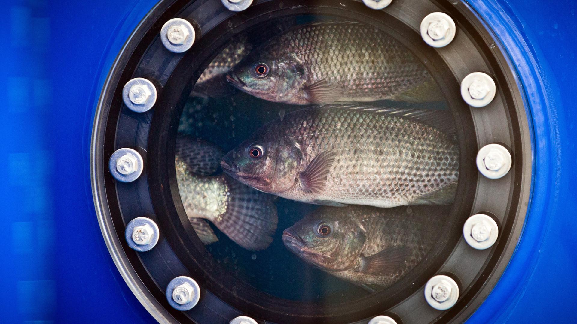 Tilapia-Fische schwimmen beim Berliner Forum für Nachhaltigkeit im Bassin eines Forschungsprojekts. Tilapia-Fische schwimmen beim Berliner Forum für Nachhaltigkeit im Bassin eines Forschungsprojekts.