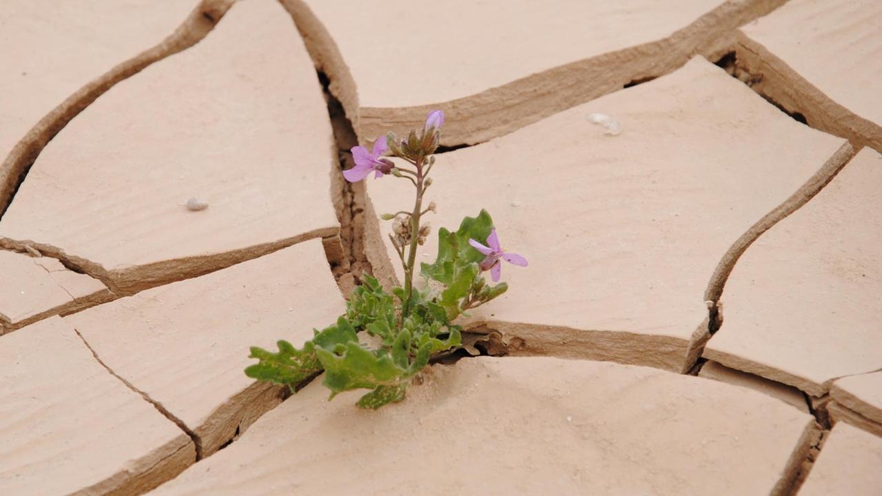 Eine kleine, blühende Pflanze wächst aus Rissen im Wüstenboden