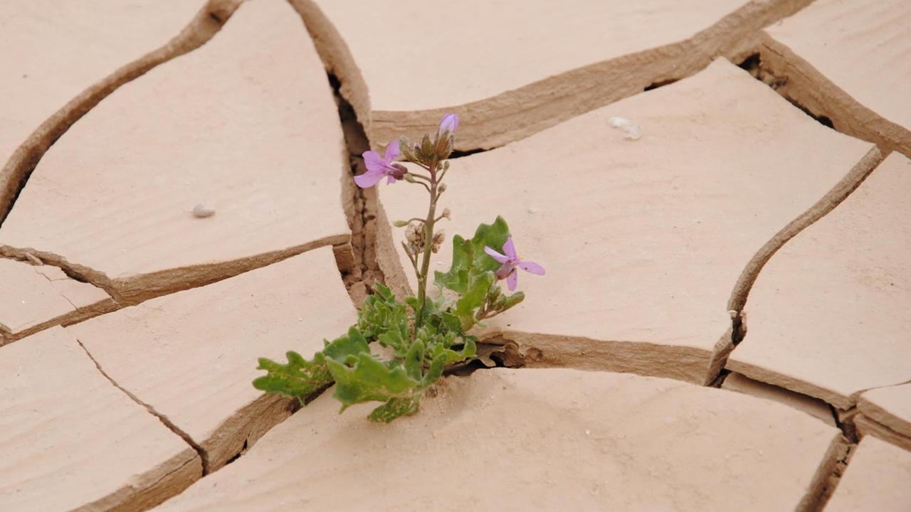 Eine kleine, blühende Pflanze wächst aus Rissen im Wüstenboden Eine kleine, blühende Pflanze wächst aus Rissen im Wüstenboden