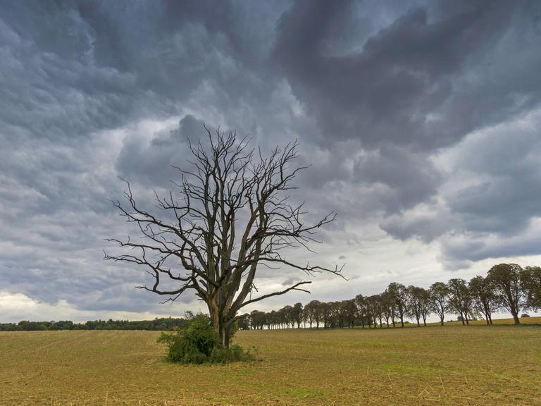 Ein abgestorbener Baum auf einem Feld in Brandenburg.