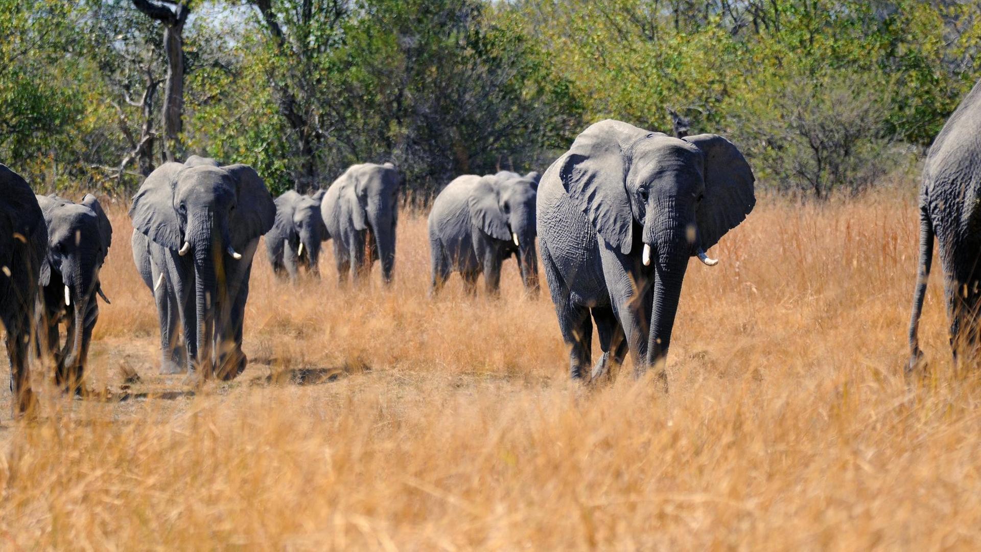 Durch das Savannengras im Okavango-Delta nähert sich eine kleine Elefeantenherde einer Wasserstelle. Durch das Savannengras im Okavango-Delta nähert sich eine kleine Elefeantenherde einer Wasserstelle.