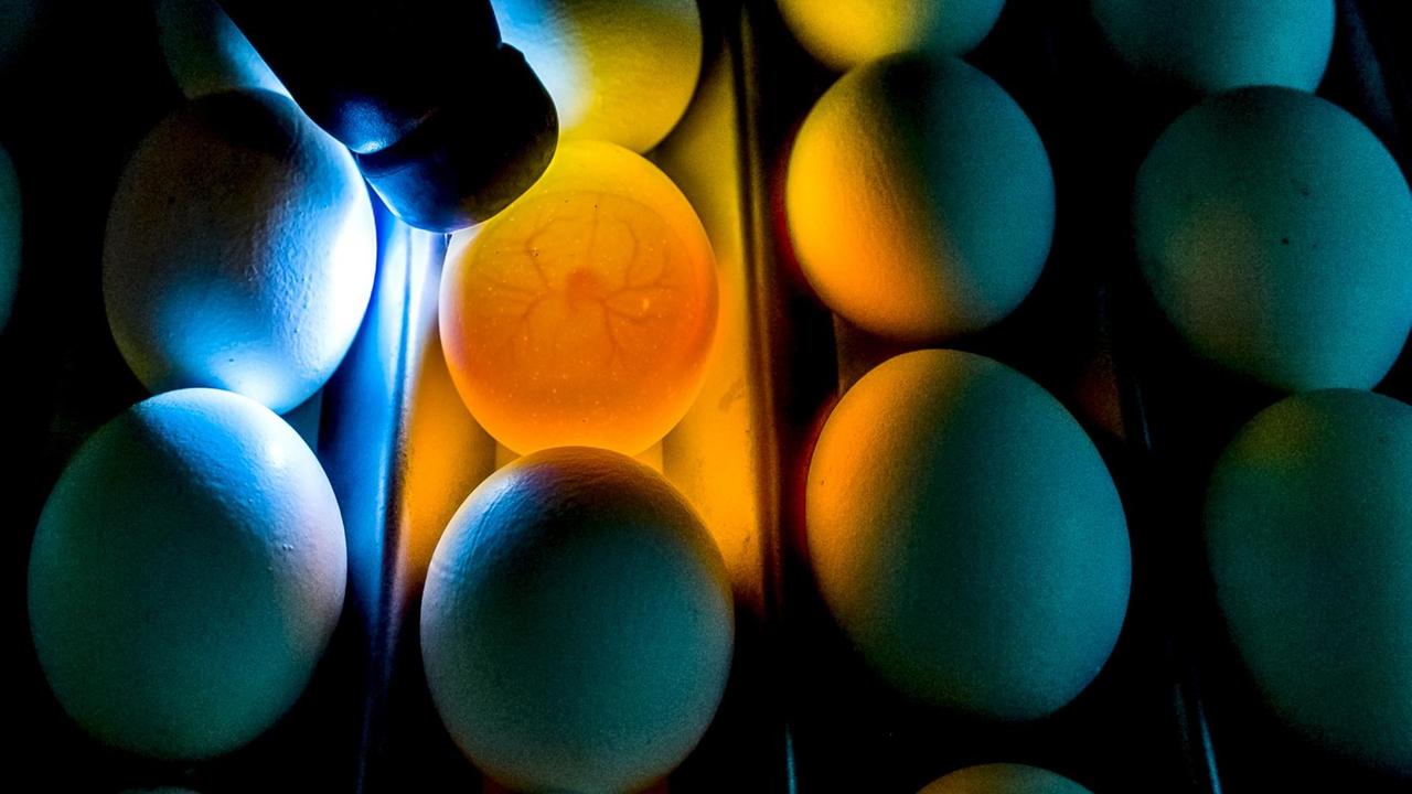 Mehrere Eier liegen in einer Sortieranlage, eines wird beleuchtet