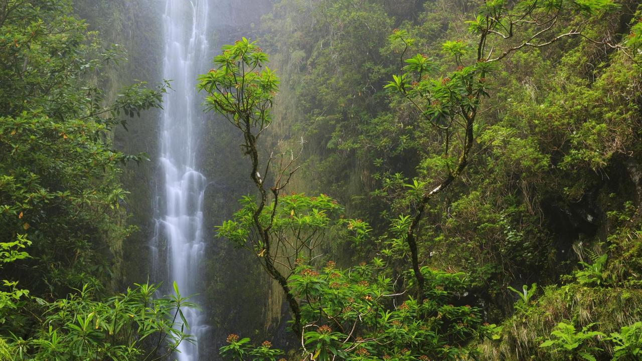Wasserfall an einer Levada bei Ponta do Sol auf Madeira. Wasserfall an einer Levada bei Ponta do Sol auf Madeira.