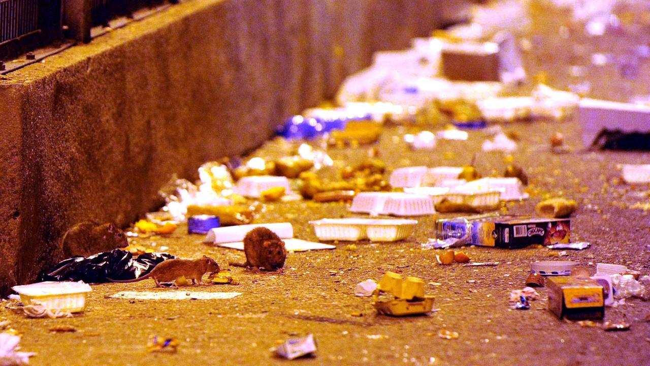 Und auf den Gefängnishöfen tummeln sich die Ratten Und auf den Gefängnishöfen tummeln sich die Ratten