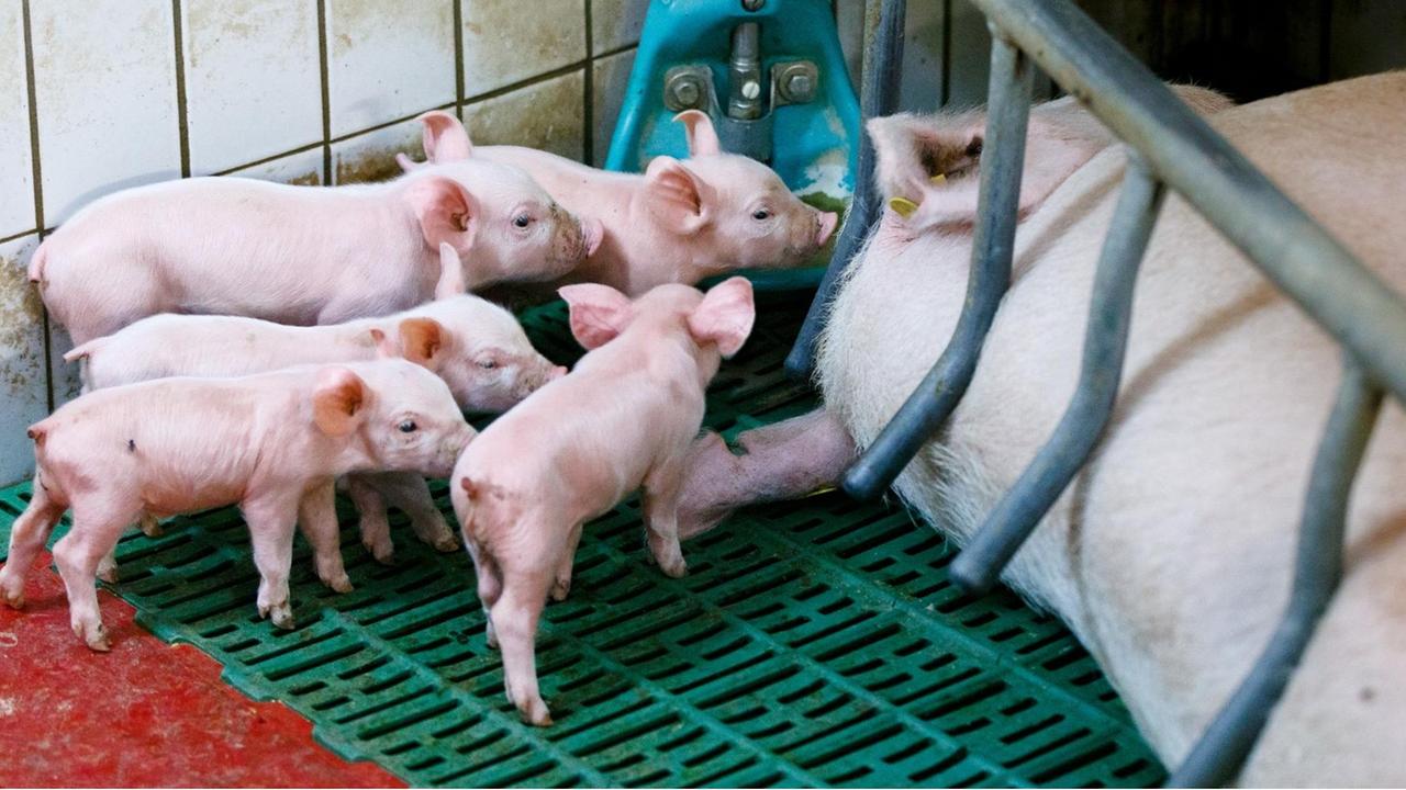 Ferkel säugen an den Zitzen einer Sau, die zum Schutz der Jungtiere in einen Käfig, den Kastenstand, gesperrt ist. Ferkel säugen an den Zitzen einer Sau, die zum Schutz der Jungtiere in einen Käfig, den Kastenstand, gesperrt ist.