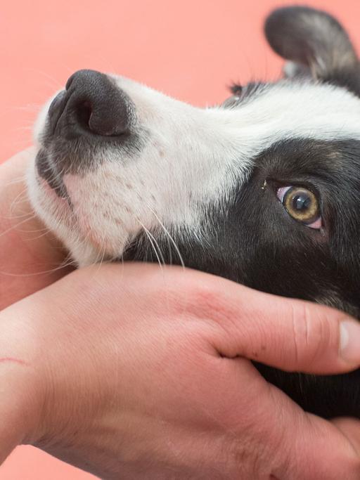 Border Collie Welpe Zazu ist Therapiehund in Ausbildung. Im Martin-Gropius-Krankenhaus Eberswalde soll er psychisch kranken Patienten dabei helfen, ein Stück weit in die Normalität zurück zu finden.