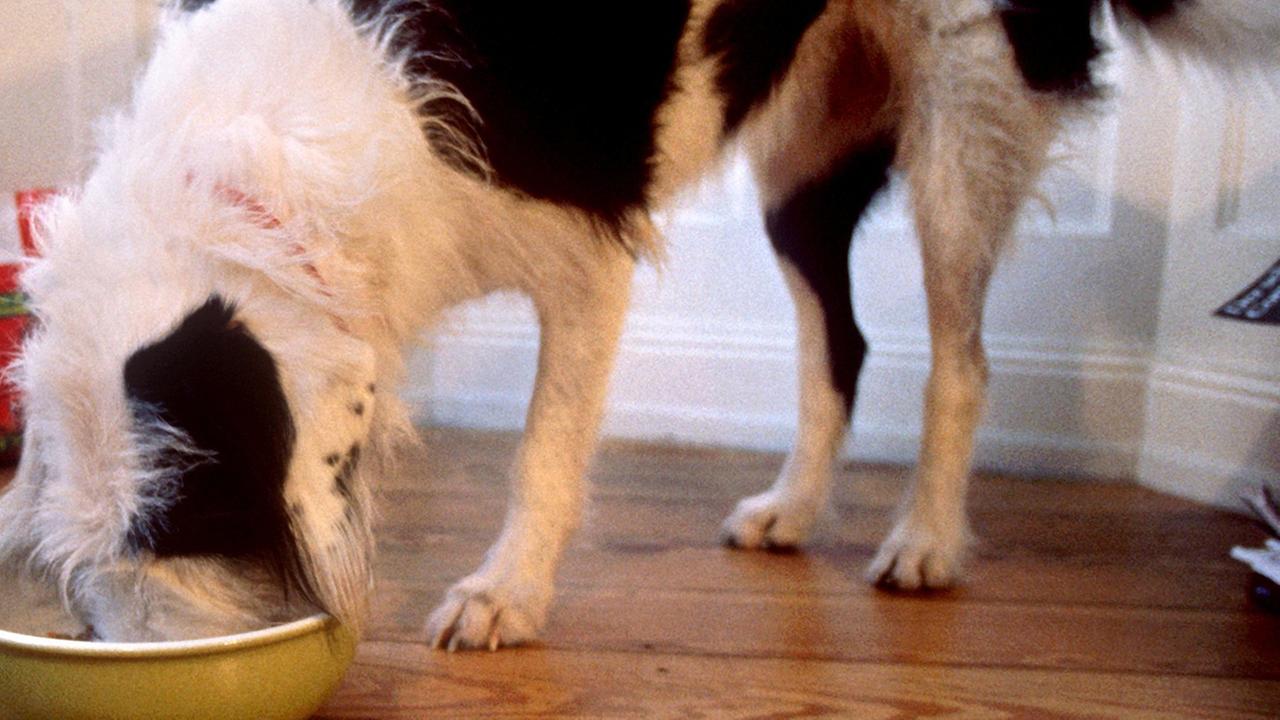 Ein Hund steckt das Maul in seinen Futternapf. Ein Hund steckt das Maul in seinen Futternapf.