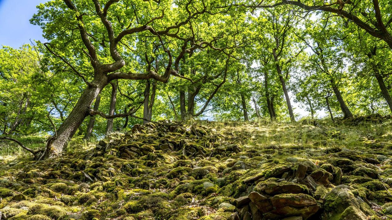 Der Knorreichenstieg ist Teil des Wanderwegs Urwaldsteig Edersee im Nationalpark Kellerwald-Edersee in Hessen. Der Knorreichenstieg ist Teil des Wanderwegs Urwaldsteig Edersee im Nationalpark Kellerwald-Edersee in Hessen.