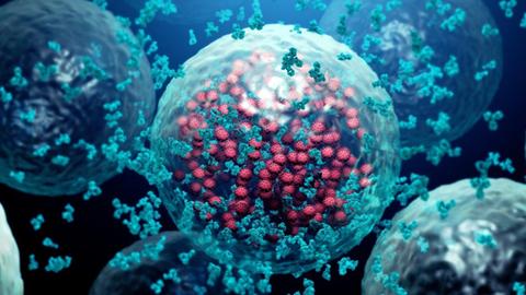 Illustration von Y-förmigen Antikörpern, die eine vom Virus befallene Zelle umkreisen.