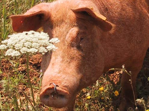 Schwein auf einer Wiese auf Mallorca
