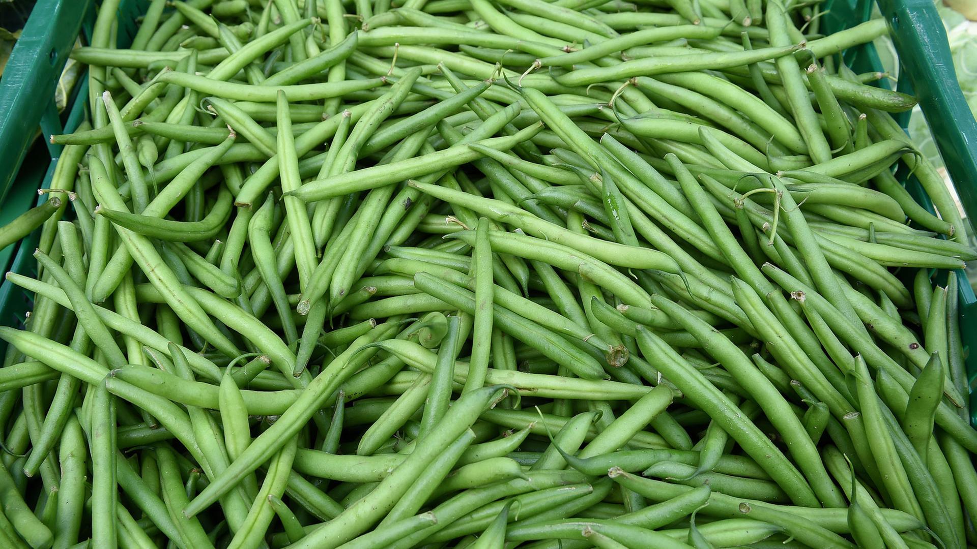 Grüne Bohnen auf dem Wochenmarkt liegen in Langenhagen in der Region Hannover in der Auslage eines Marktstandes. Grüne Bohnen auf dem Wochenmarkt liegen in Langenhagen in der Region Hannover in der Auslage eines Marktstandes.