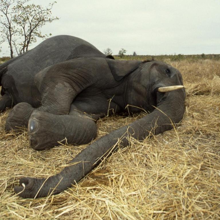 Elephant, Kruger National Park, Mpumalanga, South Africa | Verwendung weltweit, Keine Weitergabe an Wiederverkäufer.