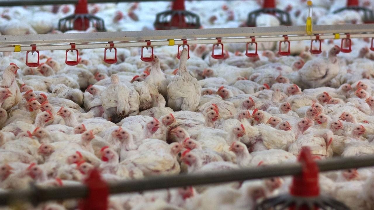 Masthähnchen in einem der Ställe der Agrarproduktionsgesellschaft Agp Lübesse. Masthähnchen in einem der Ställe der Agrarproduktionsgesellschaft Agp Lübesse.