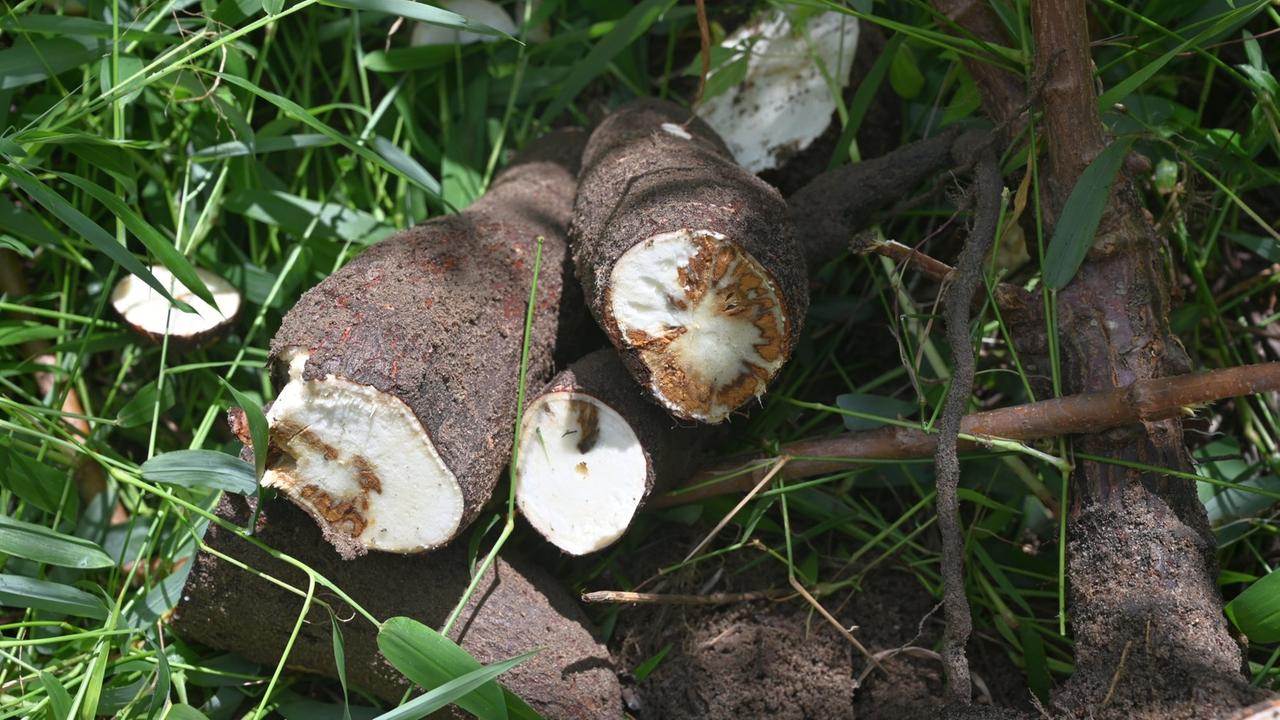 Wurzel der Cassava-Pflanze, mit Cassava brown streak virus infiziert (© Stephan Winter/DSMZ) Wurzel der Cassava-Pflanze, mit Cassava brown streak virus infiziert (© Stephan Winter/DSMZ)