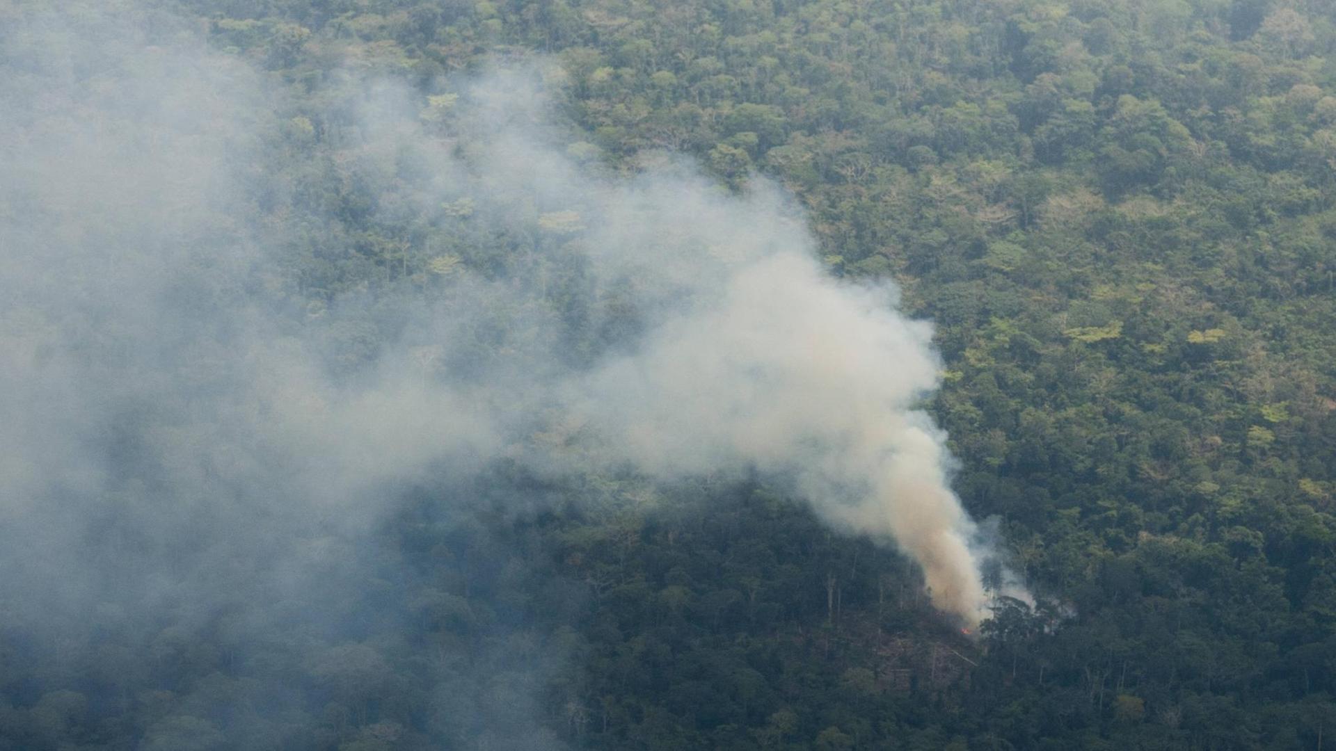 Regenwald im Dreilaendereck Kongo, Kamerun und Zentralafrikanische Republik in Bayanga, dichter Rauch steigt auf. Regenwald im Dreilaendereck Kongo, Kamerun und Zentralafrikanische Republik in Bayanga, dichter Rauch steigt auf.