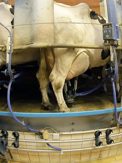 Ein Milchbauer bereitet eine Kuh zum Melken vor.