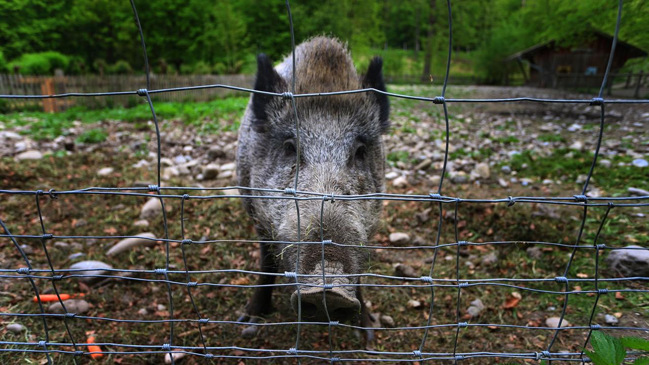 Ein Wildschwein steht in einem Freigehege hinter einem Zaun. Ein Wildschwein steht in einem Freigehege hinter einem Zaun.