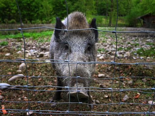 Ein Wildschwein steht in einem Freigehege hinter einem Zaun.