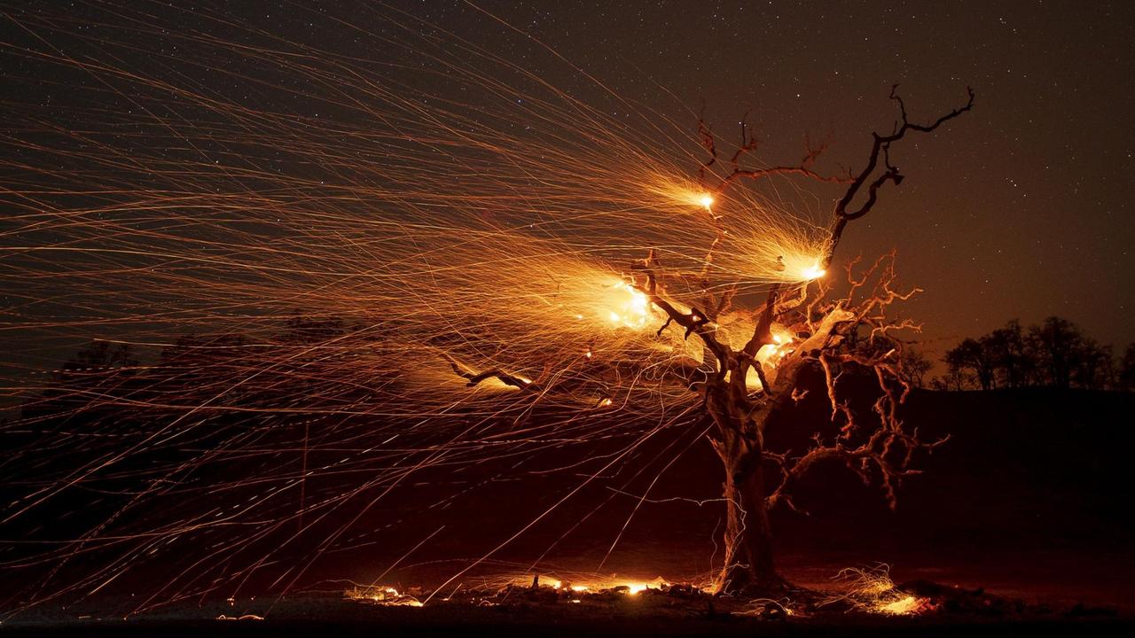 Brände in Kalifornien: Ein verglühender Baum sprüht vor Feuerfunken im Sonoma County in Kalifornien am 29. Oktober 2019, Kellogg, California, USA.