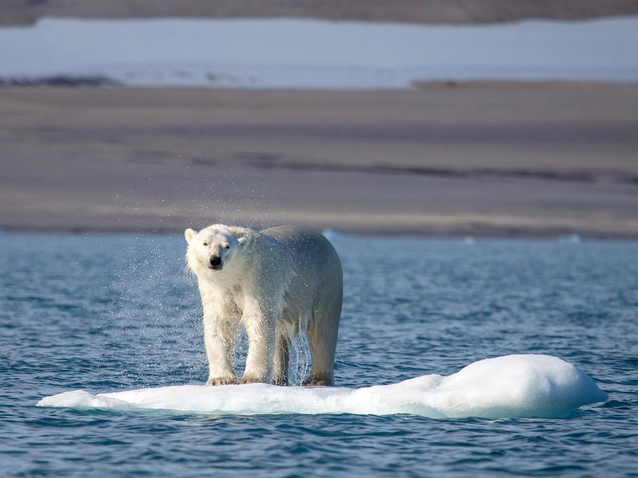 Ein Eisbär treibt auf seiner Scholle vor Spitzbergen. Ein Eisbär treibt auf seiner Scholle vor Spitzbergen.