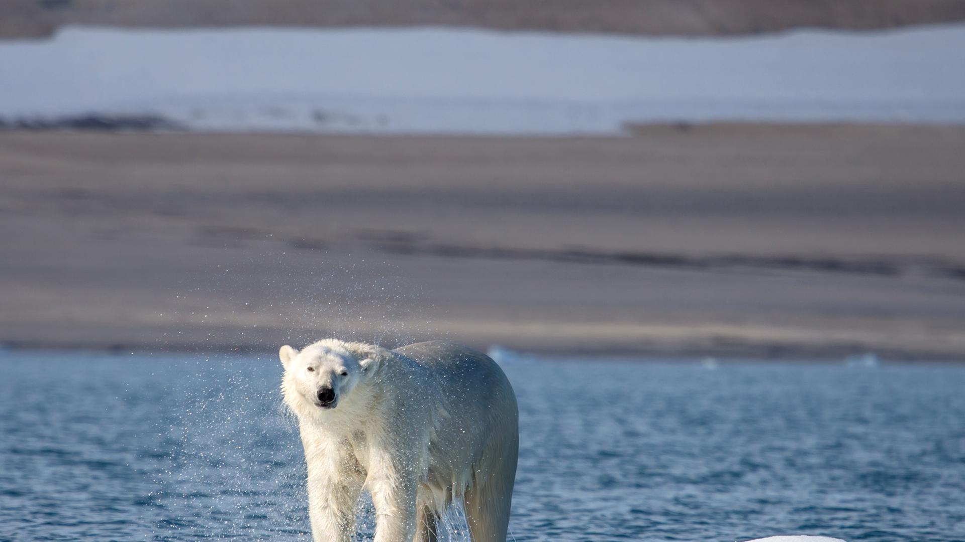 Ein Eisbär treibt auf seiner Scholle vor Spitzbergen. Ein Eisbär treibt auf seiner Scholle vor Spitzbergen.