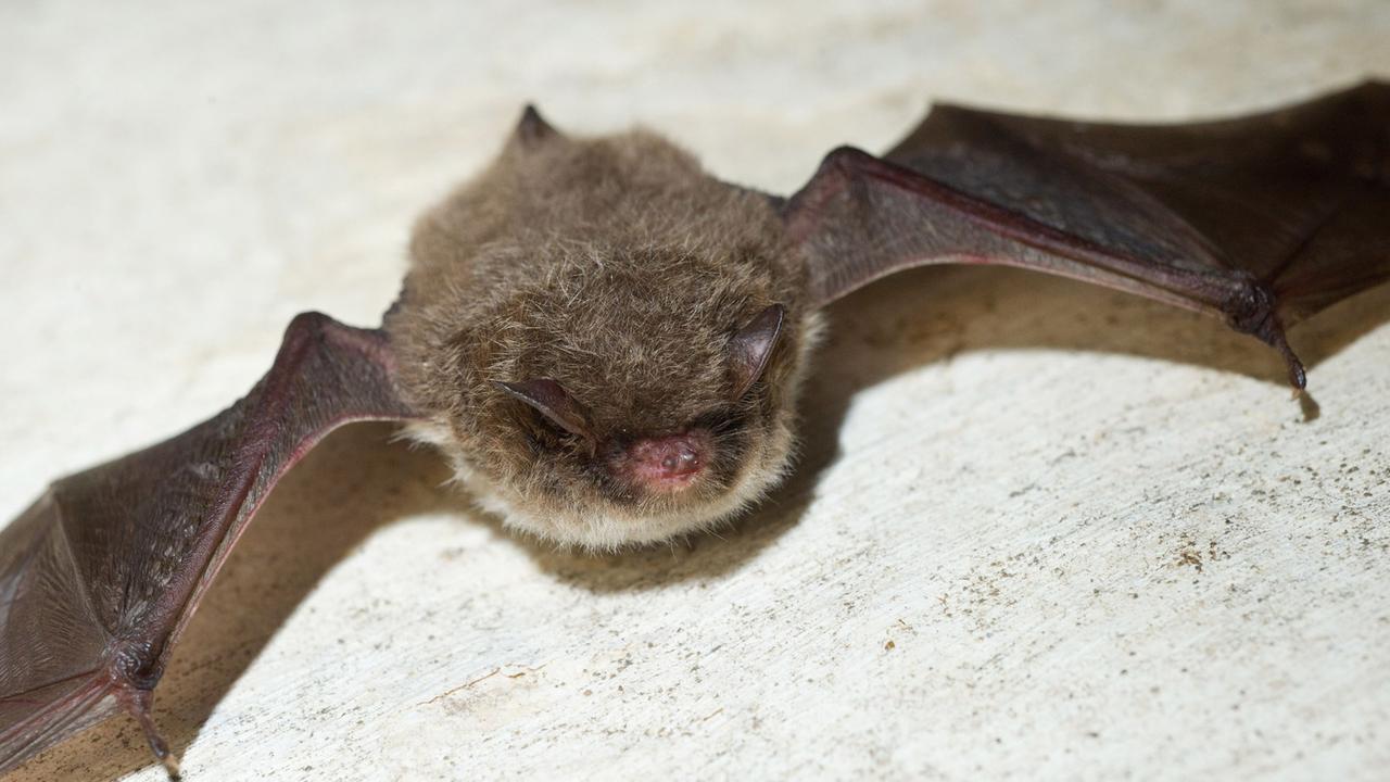 Eine Wasserfledermaus hängt an der Wand eines Kellergewölbes. Eine Wasserfledermaus hängt an der Wand eines Kellergewölbes.