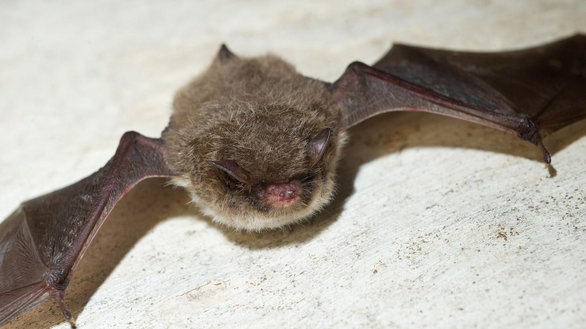 Eine Wasserfledermaus hängt am Freitag (13.01.2012), während der Fledermauszählung, an einer Wand im Kellergewölbe der alten Brauerei in Frankfurt (Oder). Etwa 1500 Fledermäuse überwintern derzeit im Keller einer ehemaligen Brauerei. Eine Wasserfledermaus hängt am Freitag (13.01.2012), während der Fledermauszählung, an einer Wand im Kellergewölbe der alten Brauerei in Frankfurt (Oder). Etwa 1500 Fledermäuse überwintern derzeit im Keller einer ehemaligen Brauerei.